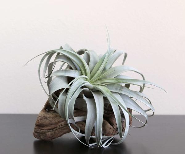 Air Plants-Perfect For Those of Us Who Don’t Have a Green Thumb