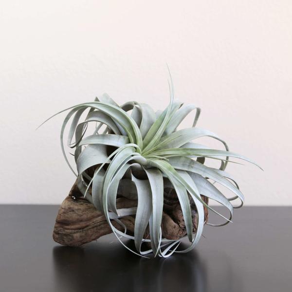 Air Plants-Perfect For Those of Us Who Don’t Have a Green Thumb